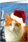 Christmas Cat With Snowy Pine card
