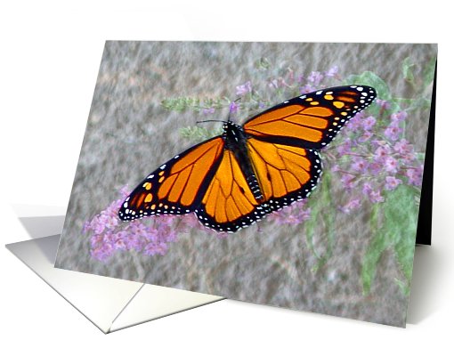 Magnificent Monarch card (493277)