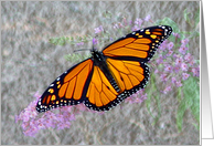 Magnificent Monarch card