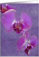 Soft Orchid card