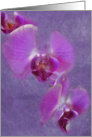 Soft Orchid card