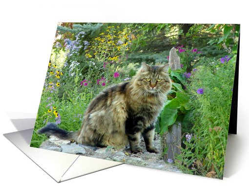 Kitty On A Path card (497245)