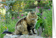 Kitty On A Path