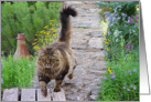 Softness In Motion card