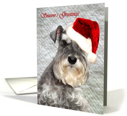 Schnauzer Season's Greetings card (498934)