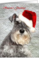 Schnauzer Season’s Greetings card