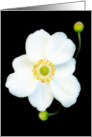 Perfect Japanese Anemone card