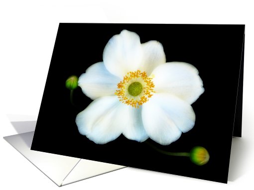 Perfect Japanese Anemone - Horizontal card (499914)