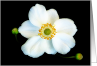 Perfect Japanese Anemone - Horizontal card