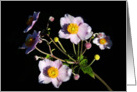 Anemone Bunch - Horizontal card