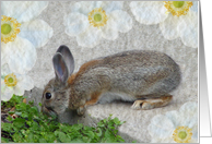 Bunny Feet card