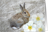 Cuddle Bunny II - Horizontal card