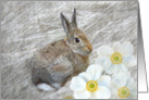 Cuddle Bunny II - Horizontal card