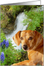 Rusty and the Waterfall card