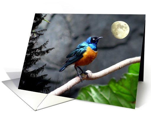 Superb Starling card (501553)
