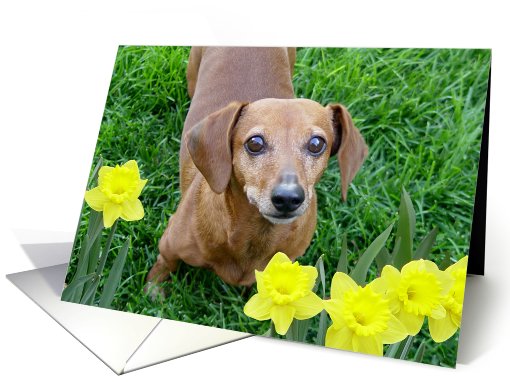 Rusty With Daffodils card (502102)