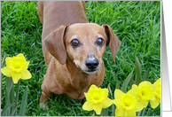 Rusty With Daffodils card