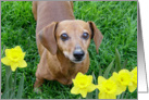 Rusty With Daffodils card