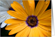 Cape Daisy card