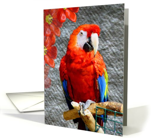 Mr. Scarlet Macaw card (505220)