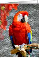 Mr. Scarlet Macaw card