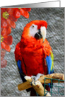 Mr. Scarlet Macaw card