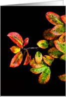 Fluorescent Fall card