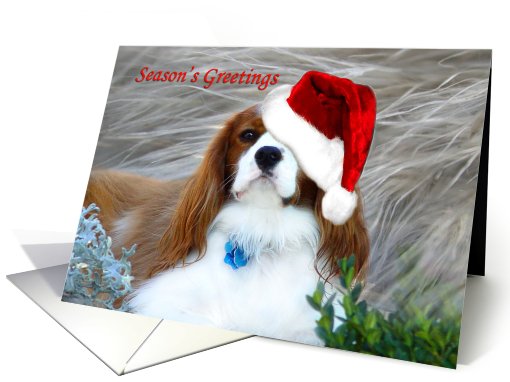 Season's Greetings Cavalier Spaniel card (506474)