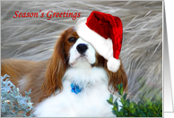 Season’s Greetings Cavalier Spaniel card