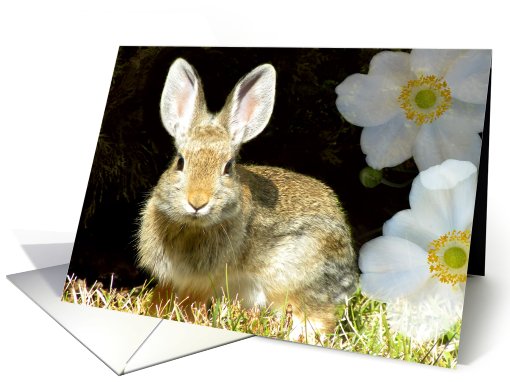 Rabbit Ears card (506476)