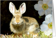 Rabbit Ears card