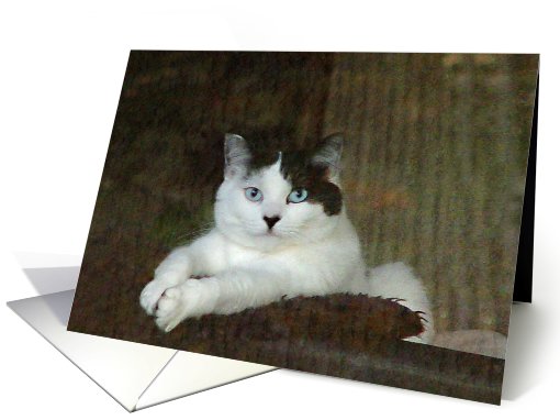 Velveteen Kitty card (508951)