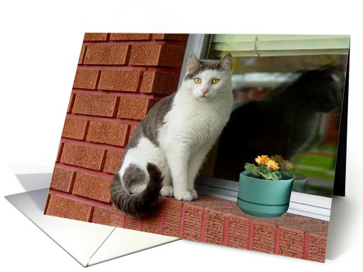 Window Cat card (511511)