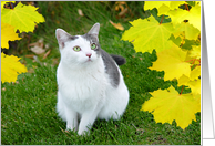 Kitty Wonderment card