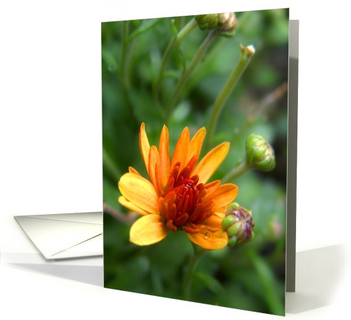 Orange Mum card (517419)