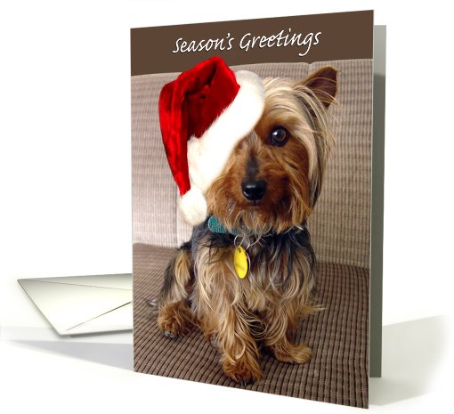 Adorable Yorkie Greetings card (519022)