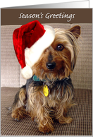 Adorable Yorkie Greetings card