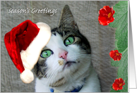 Kitty Princess Season’s Greetings card