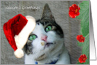 Kitty Princess Season’s Greetings card