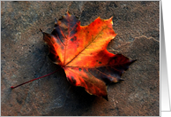 Leaf On Tile