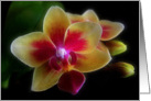 Brilliant Miniature Orchid card