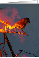 Another Crow, Another Sunset card
