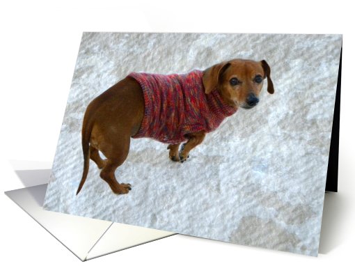 Snausage In A Sweater card (536733)