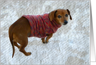Snausage In A Sweater card