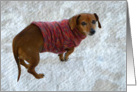 Snausage In A Sweater card