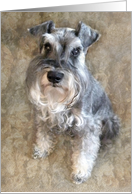 Sweet Schnauzer card