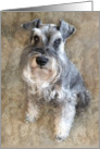 Sweet Schnauzer card