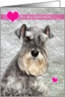 Valentine Schnauzer card