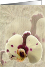 Orchid Elegance card