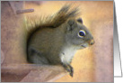Squirrel Smile card